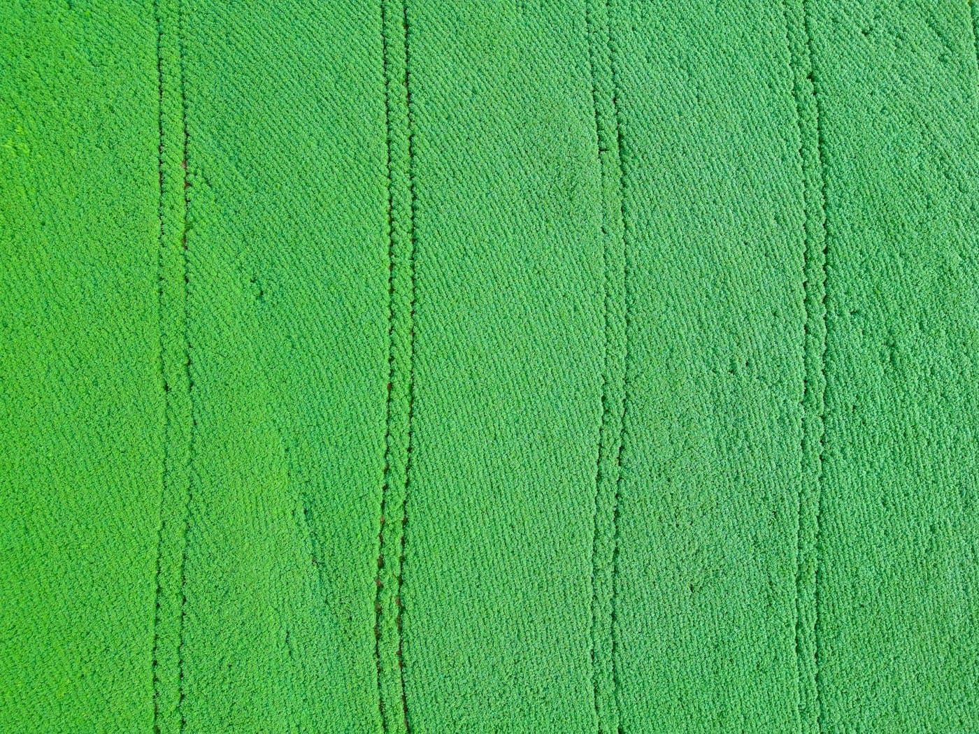 Aerial view of a cultivated field